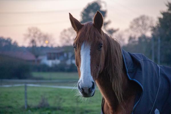 Alimentazione del cavallo in inverno